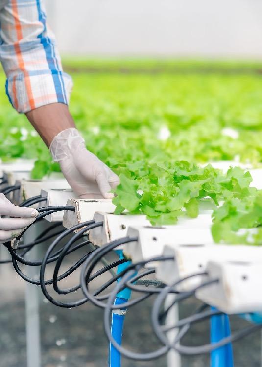 lettuce worker